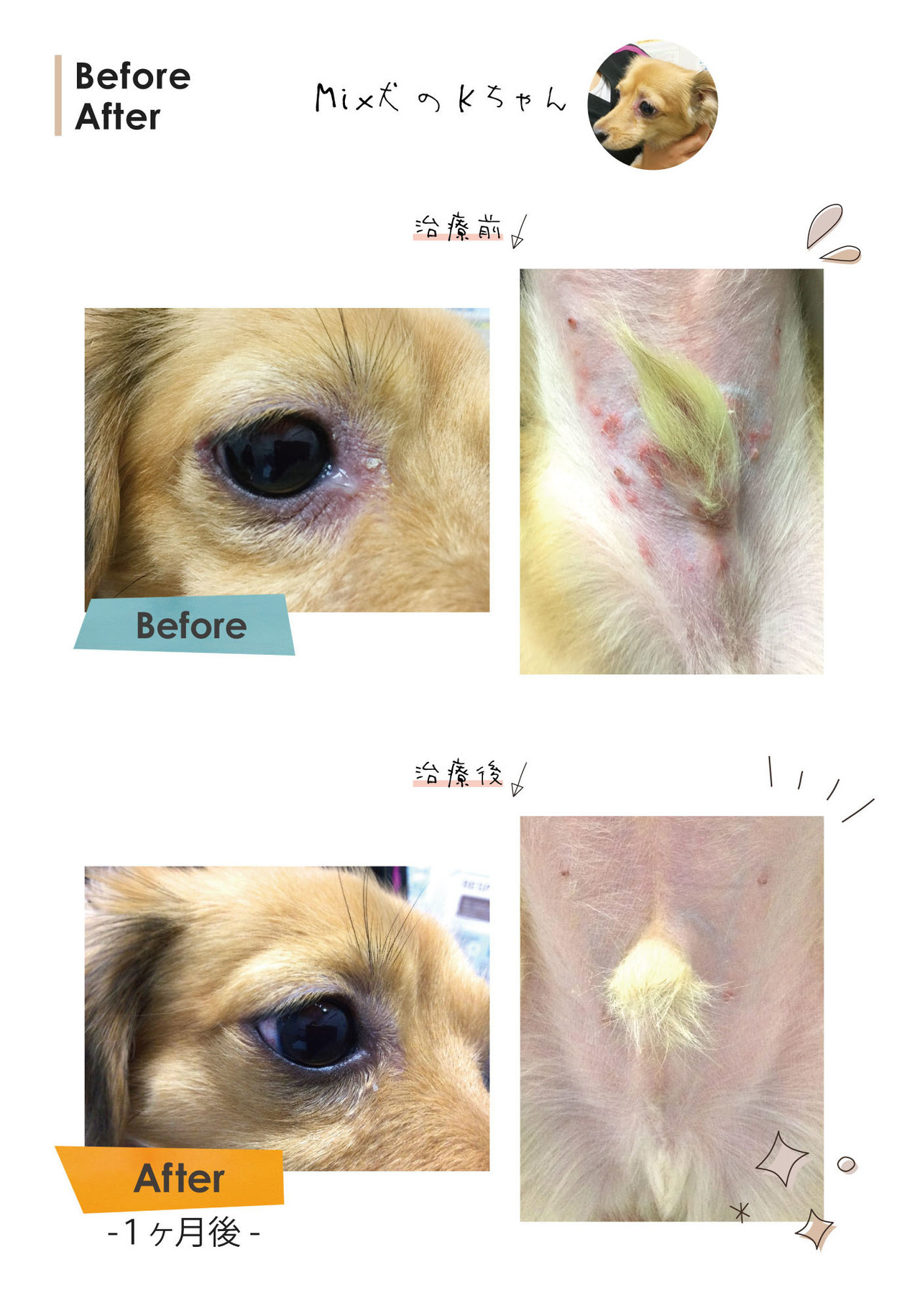 皮膚科専門外来（犬）事例集｜MIX犬のKちゃん