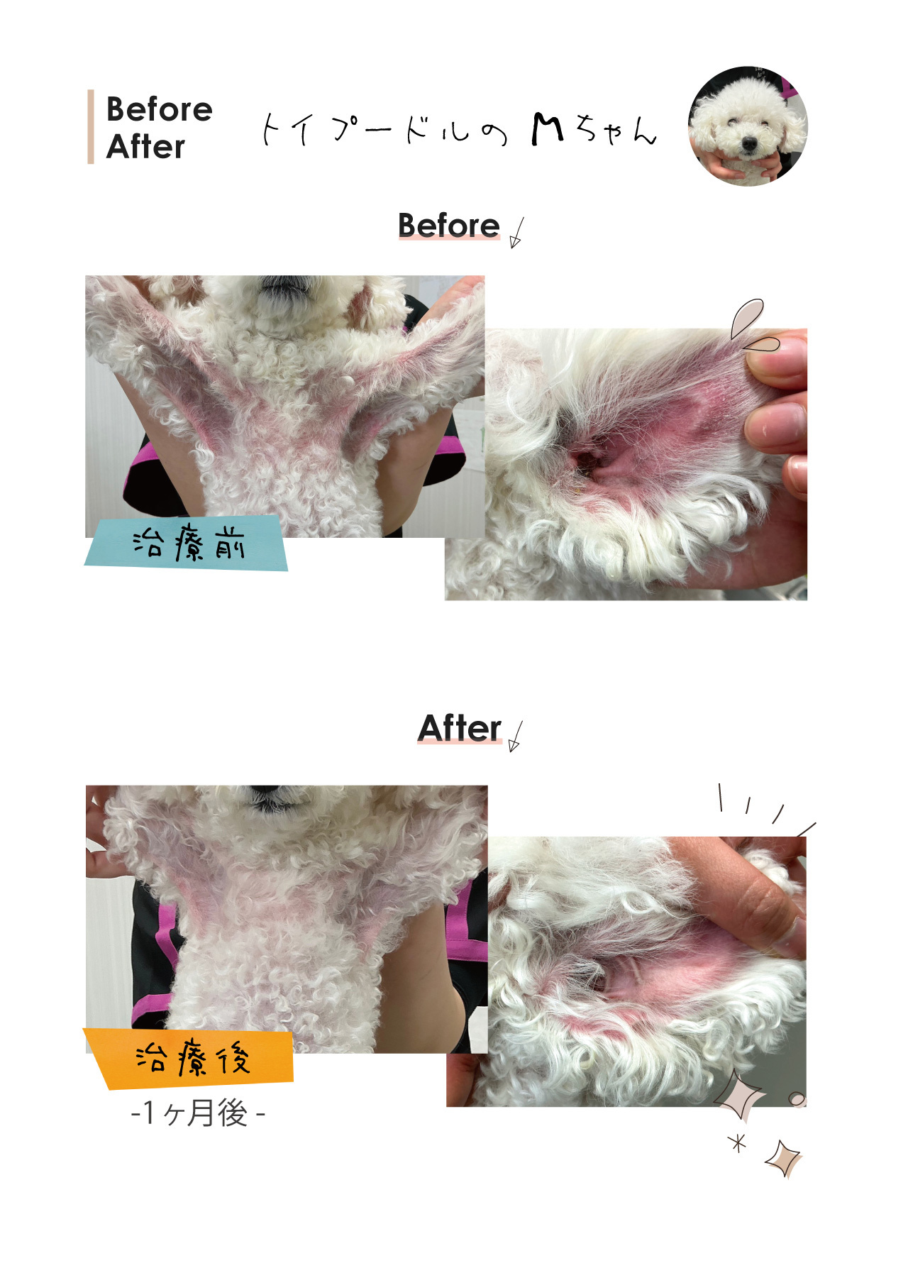 トイプードルのMちゃん