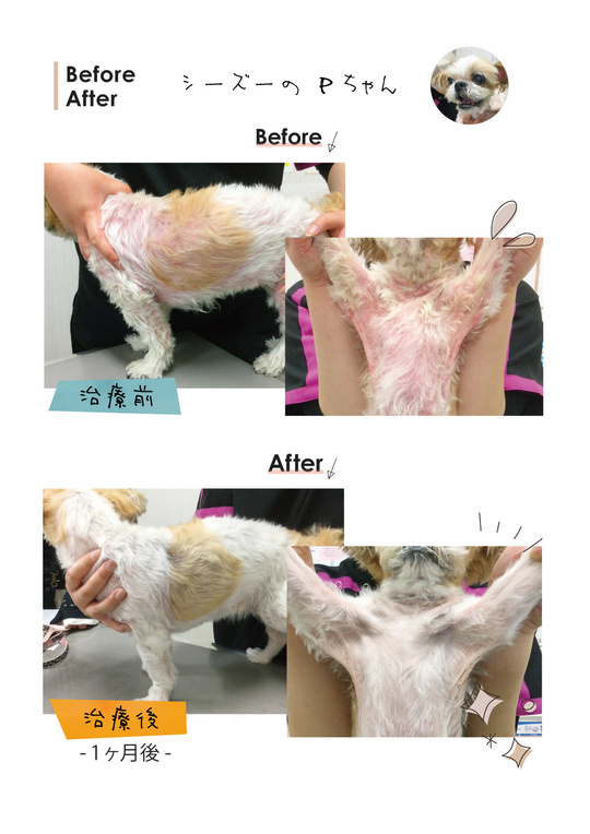 5分間コンサルト 小動物の皮膚病 5分間コンサルト 小動物の皮膚病 - メルカリ